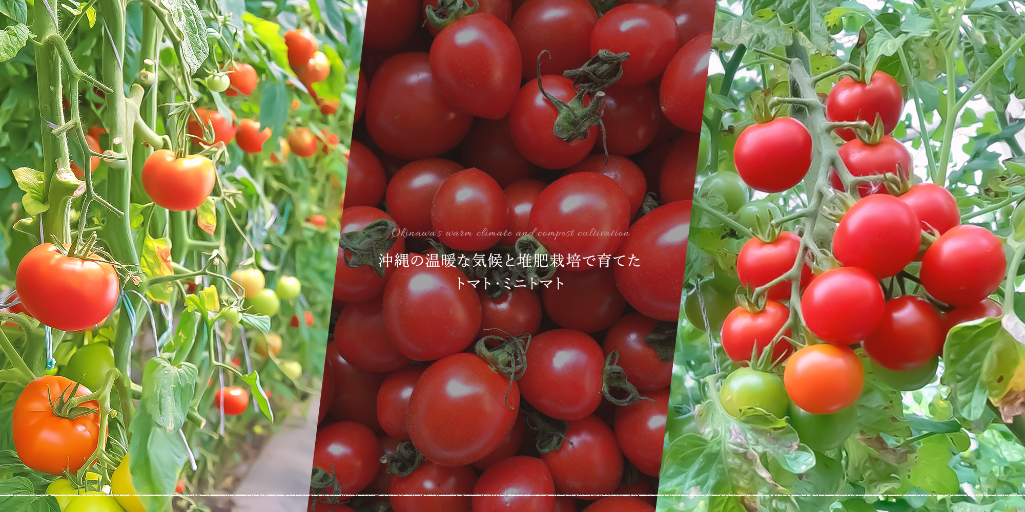 沖縄の温暖な気候と堆肥栽培で育てたトマト・ミニトマト